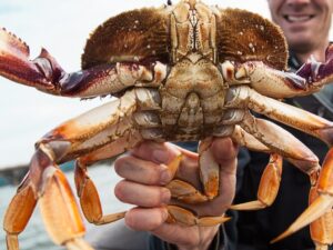 Crab Hunting